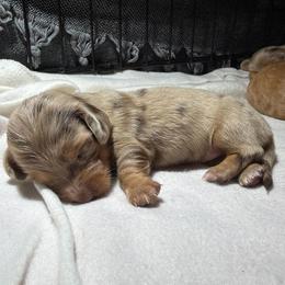 On hold for now- please stay tuned - Dapple female Dachshund puppy in Hazlehurst, Georgia from DrakeFire Dachshunds