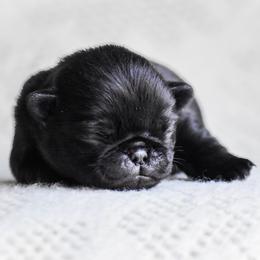Pug puppies from Folklore Kennel
