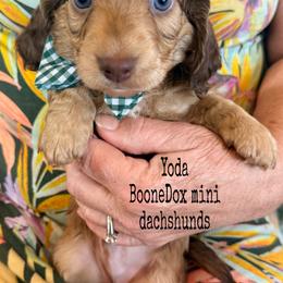 Yoda - Cream male Dachshund puppy in Lexington, Oklahoma from BooneDox Miniature Dachshunds