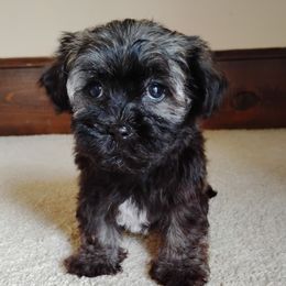 Pearl - Red sable female Havanese puppy in Kinston, North Carolina from Court Jester Havanese and Prissy Diva Russian Salon Dogs