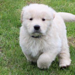 Golden Retriever Puppies from OPK GOLDENS
