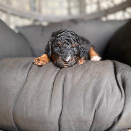 Ash unfurnished - Phantom female Bernedoodle puppy in Ocala, Florida from Bernedoodles of Florida