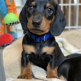 Dachshund Puppies from Maisy & Meg