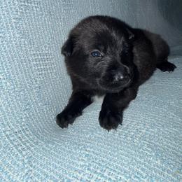 Pink Collar - Mahogany female Belgian Malinois puppy in Trenton, Georgia from Laeknir K9