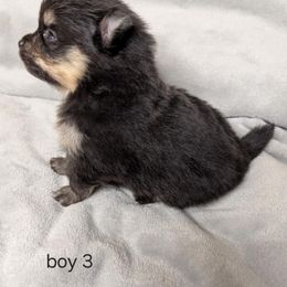 Boy 3 - Blue and tan male Pomeranian puppy in Victorville, California from Star Kid Poms