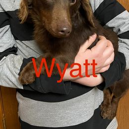 Wyatt - Dachshund