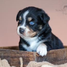Boy 2 - Black tri-color male Australian Shepherd puppy in Athens, Alabama from SunSet Ranch Aussies