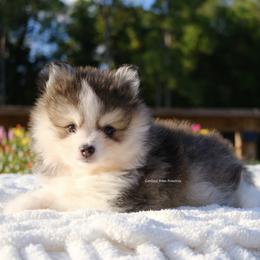 Grayson - Gray and white male Pomsky puppy in Loxahatchee, Florida from Cardinal Point Pomskies