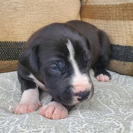Boy 1 - Mantle Great Dane puppy in Hydes, Maryland from Chapman House of Danes