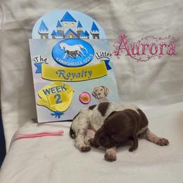 Aurora - Liver and white female German Shorthaired Pointer puppy in North Branch, Minnesota from Chrishelle Farm