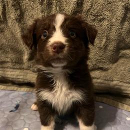 Cupid - Red tri-color male Australian Shepherd puppy in Rose Hill, North Carolina from Motega Australian Shepherds