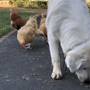 Maremma Sheepdogs from Naranjo Hills Farm