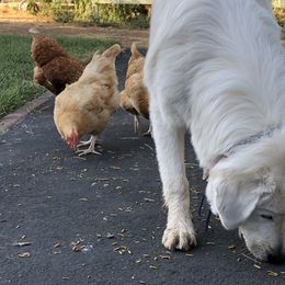 Maremma Sheepdogs from Naranjo Hills Farm