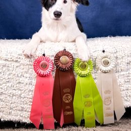 Border Collie Puppies from Beyond City Lights