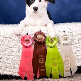 Border Collie Puppies from Beyond City Lights
