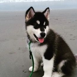 Alaskan Malamutes from Pawsitive Futures