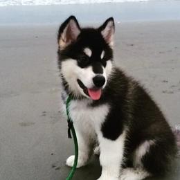 Alaskan Malamutes from Pawsitive Futures