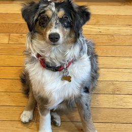 Pickles - Toy Australian Shepherd