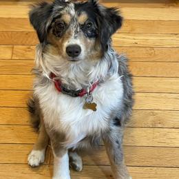 Pickles - Toy Australian Shepherd
