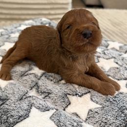 Mikey - blue - Red  male Goldendoodle puppy in Yuciapa, California from AlltheDoodlez_