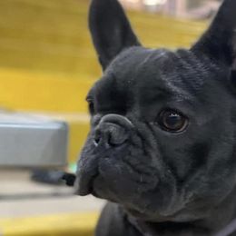 French Bulldogs from Bella Redman Frenchies