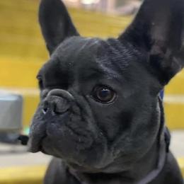 French Bulldogs from Bella Redman Frenchies