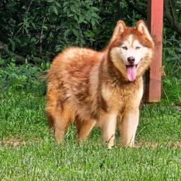 Fairhaven's Flame Walker (Kya) - Red and white female Siberian Husky puppy in Urbana, Ohio from Fairhaven's Siberian Huskies