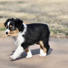 Angel - Black tri female Toy Australian Shepherd puppy in Wichita Falls, Texas from Shooting Stars Ranch Toy and Mini Aussies