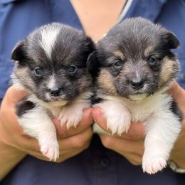 American Corgi and Pembroke Welsh Corgi Puppies from Grassy Lake Corgis