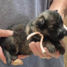 Girl 1 - Sable female German Shepherd puppy in Lake George, Colorado from High Country German Shepherds