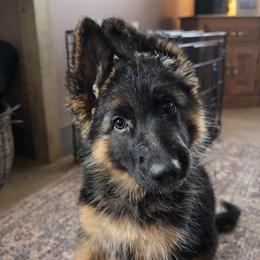 German Shepherd puppies from PAK Shepherds