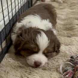 Drift - Red tri female Miniature Australian Shepherd puppy in Shingletown, California from Whiskeytown Aussies