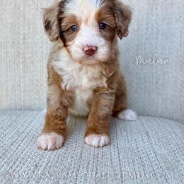 Mulan - Chocolate merle female Bernedoodle puppy in Owasso, Oklahoma from Kallams Bernedoodles & Bernese Mountain Dogs