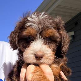 Girl 1 - female Australian Mountain Doodle puppy in Lincoln, Nebraska from GRand Doodles