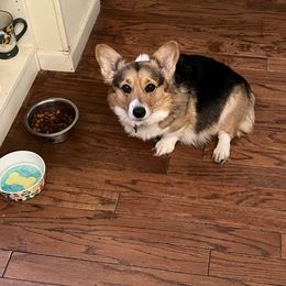 Andi - Pembroke Welsh Corgi