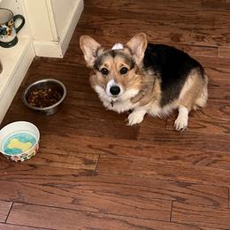 Andi - Pembroke Welsh Corgi