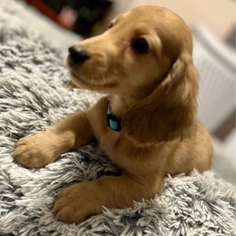 Bradley Cream Dapple - Cream male Dachshund puppy in Magnolia, Texas from J&R Macias Dachshunds