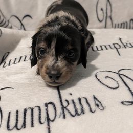 Male 2 - Dapple male Dachshund puppy in Columbus, Ohio from Bumpkins Dachshunds