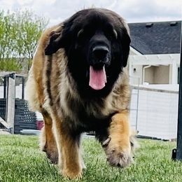 Kizzy - Leonberger