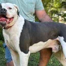 Batman - American Bulldog
