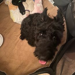Sophie - Scottish Terrier