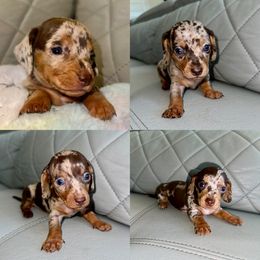 Dachshund Puppies from Remi’s Dapple Dachshunds
