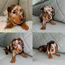 Dachshund Puppies from Remi’s Dapple Dachshunds