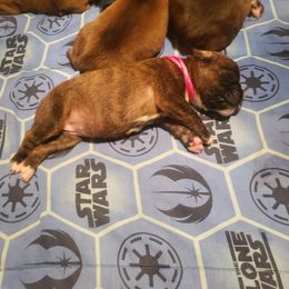 Boxer Puppies from SmashBox Kennel