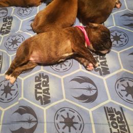Boxer Puppies from SmashBox Kennel