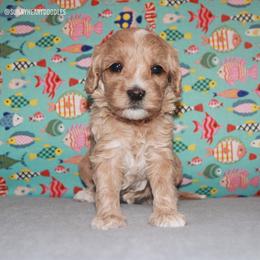 Surf - Red female Australian Labradoodle puppy in Hackettstown, New Jersey from Sunny Heart Doodles