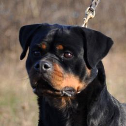 Tasha - Rottweiler