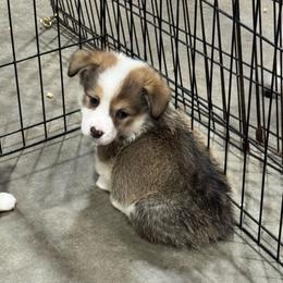 Gideon - Sable male Pembroke Welsh Corgi puppy in Millsap, Texas from Punchy Pembroke Ranch