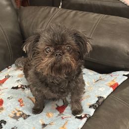Baby Blu - Shih Tzu