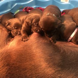 Dilute Retriever and Labrador Retriever Puppies from CKB Labradors